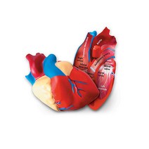 [Learning Resources] 인체심장단면모형Cross-SectionHumanHeartModel, 1개