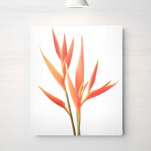 RYMD 보테니컬 플랜트 플라워 식물 캔버스 액자, 혼합 색상