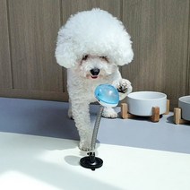 리스펫 강아지 톡톡 스프링 노즈워크 24 x 6.3 cm, 블루, 1개