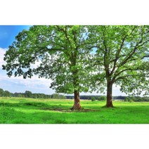 하우디 내츄럴벽지, N-1100