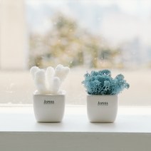 아스파시아 메플레르 더블 산호 + 모스 화분세트, 라벤더블루