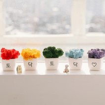 아스파시아 무지개 응원 모스 미니화분 5p 토닥토닥, 1세트