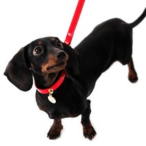 에이미러브즈펫 베이직 목줄 XL, 에나멜레드, 1개