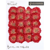 체크스토리 압화꽃송이 장미, 그라데이션 01