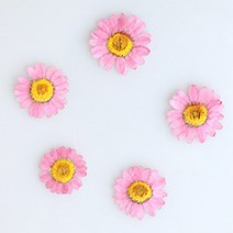 체크스토리 압화꽃송이 마가렛 A, 핑크