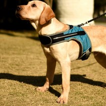 허니키니 LED 반려견 하네스, 블루