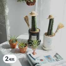 모리엔 생화 공기정화 식물 스투키 2종 세트, 혼합색상, 2세트