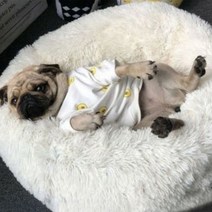 극세사 강아지 고양이 마약방석 집, 화이트