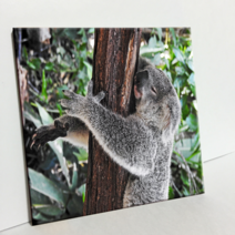 에이치티피 타일 호주의 코알라 C801