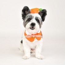 올치 강아지 후르츠팝 과일 베레모 헤어핀 8 x 40 cm, 오렌지, 1개