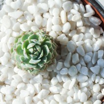 네이처굿즈 수아쿠아 백자갈 15~20mm 2kg, 1개