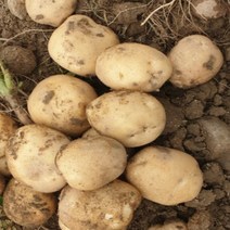 [산지직송] 햇 감자 수미 10kg 5kg 못난이 정품, 못난이 10kg 특, 1박스