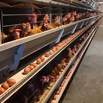 [민수팜]오늘 낳아 신선한 무항생제 친환경 계란 60구, 우포계란 특란 60구(30구x2판)