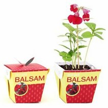 [KT알파쇼핑]에코팟_봉선화 식물키우기 화분 정원