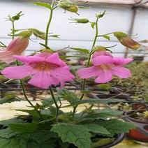 행복한꽃순이 지황 노지월동 화단