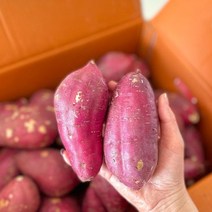 제철맛집 베니하루카 꿀고구마 5 10kg, 한입10kg