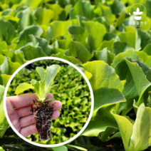 리틀플랜트 하트적생채 모종 100개 상추모종 쌈채소 채소모종 텃밭