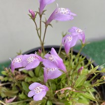[다온야생화] N2328 누운주름 (핑크) (10cm) [랜덤], 1개