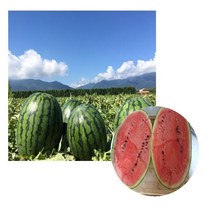 함안 명품수박, 6-7kg 내외, 1개