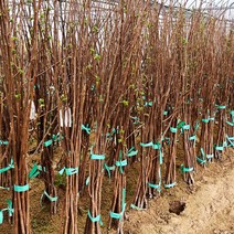 감나무 대봉감나무 묘목 접목 후 1년생 특묘, 대봉 감나무 접목 후 1년생, 1개