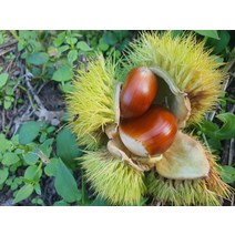 햇밤 지리산농부의 하동 햇알밤 옥광밤 기계로깐밤2kg(중) 밤삶는법 밤까기 고소한하동옥광밤 유기농생률, 상세페이지 참조, 상세페이지 참조