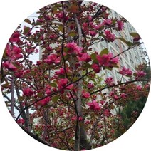 꽃사과나무 애기사과나무 결실주 큰나무, 1개