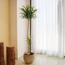 공기정화 카페식물 드라세나 자바 대형 화분, 천안
