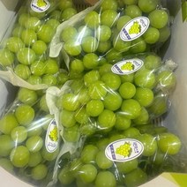 [영일청과] 경북 김천 상주 영양 고당도 샤인머스켓 2kg 4kg, 샤인머스켓 2kg 중대과 4과