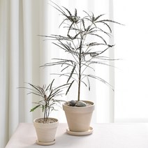 아랄리아 키우기 쉬운 실내공기정화식물 아라리아 아라리오 독일토분 분갈이, 아랄리아(소)+독일토분 화이트크림11호+받침9호