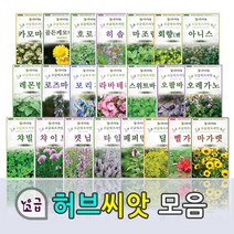 연두네씨앗 허브모음 바질 마가렛 오레가노 타임 페퍼민트 보리지 히솝 케모마일, 1번 페퍼민트200립