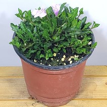 [나랑너랑꽃]마주스 - 미켈리 (누운 주름꽃)