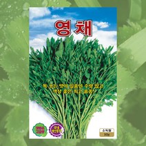 영채씨 10g 영채 씨앗 대장 KS종묘, 1개