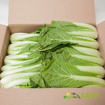 [프레시팜] 엽채류 쌈채소 얼갈이 단배추 4kg 내외