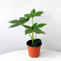 기타 바보사랑[마이플랜트]팔손이 공기정화식물 소품 모종 관엽식물 실내인테리어 나무 삭물키우기 마이플랜트