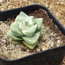 [다육식물]기천금