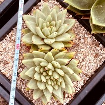 [올식스] 원종마리아철화 259 다육 식물 다육이 키우기