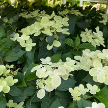 수국 묘목 향수국 묘목 (개화주) (스위치 오필리아 폴스타) 목수국 왜성수국, 포트묘 소품