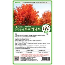 브랜드없음 복자기단풍나무씨앗 1kg[JQ], 단품없음
