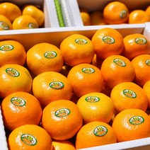 과일특공대 프리미엄 제주 명품 불로초 감귤, 제주불로초감귤 3kg(31~49과)/보자기포장