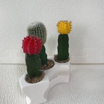 선인장 3종 도자기 반원 화분 선물 세트