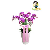 보라호접란 서양란 개업 승진 축하화분 인테리어화분 서양난, 서양란 - 보라호접란(고급형), 읍/면/리 단위 지역(배송비 2만원 추가)