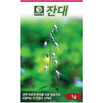 냉이 3g - 씨 씨앗 나물씨 나물씨앗 민속채소 채소씨 채소씨앗 민속씨앗 냉이씨앗 냉이씨 나생이, 27_다농_잔대(1g)