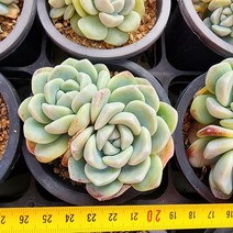 [해뜰다육] 아이시그린 다육식물 선인장