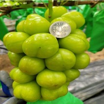 대황옥 포도나무 1년생삽목포트묘 2주, 1년생포트묘2주, 1개