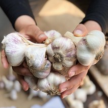 청년마켓 2023년 국내산 햇마늘 통마늘 특대 왕특, 특대 3kg