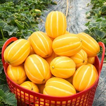 당도선별 성주 꿀 참외 못난이/가정용/선물용, 08. 성주 꿀 참외 10kg (가정용/31-50과)