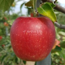 [나무판매] 자연농원 사과 나무 묘목판매, 미니사과(2년생 포트묘) 특묘
