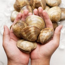 해감완료 활 백생합(중)1kg X 4팩 / 백합 생합 상합, 1kg