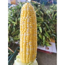 달콤한 밀양 초당옥수수 9cm 14cm, 초당옥수수 18cm-22cm(10입)