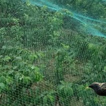 과일 보호 새 차단망 해충방지 그물 덮개 버드가드 뱀망 농장 조류 트랩, 4x10m